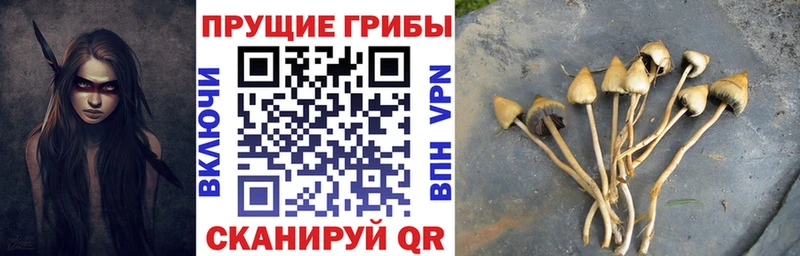 Галлюциногенные грибы Psilocybe  как найти закладки  Тайга 